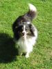 Choco Benji von der Sheltiebande ( Benji ) 22.07.10 -1